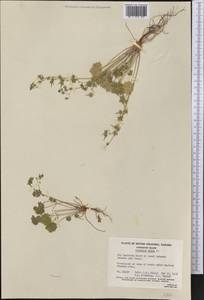 Geranium molle L., America (AMER) (Canada)