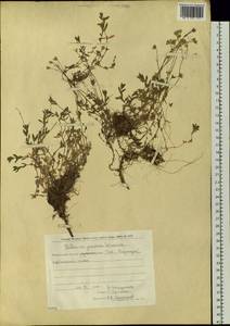 Stellaria jacutica Schischk., Siberia, Chukotka & Kamchatka (S7) (Russia)