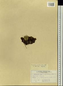 Huperzia selago subsp. appressa (Bach. Pyl. ex Desv.) D. Löve, Siberia, Central Siberia (S3) (Russia)
