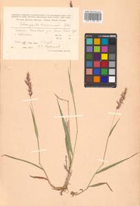 Calamagrostis arundinacea (L.) Roth, Siberia, Russian Far East (S6) (Russia)