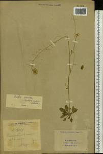 Arabidopsis arenosa subsp. arenosa, Eastern Europe, Eastern region (E10) (Russia)