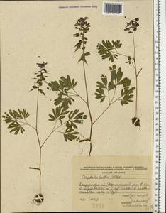 Corydalis solida (L.) Clairv., Eastern Europe, Central region (E4) (Russia)