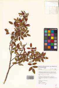 Rosa davurica Pall., Siberia, Russian Far East (S6) (Russia)