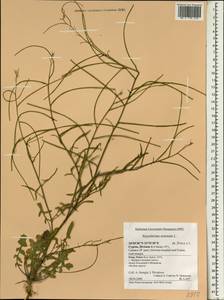 Sisymbrium orientale L., South Asia, South Asia (Asia outside ex-Soviet states and Mongolia) (ASIA) (Cyprus)