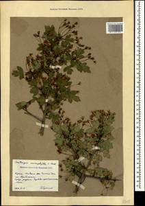 Crataegus microphylla C. Koch, Crimea (KRYM) (Russia)