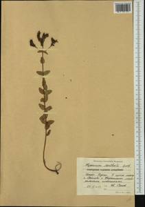 Hypericum montbretii Spach, Western Europe (EUR) (Bulgaria)