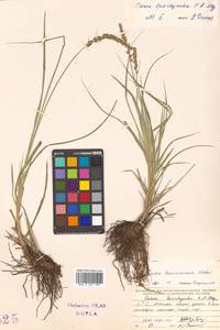 Carex leiorhyncha C.A.Mey., Siberia, Russian Far East (S6) (Russia)