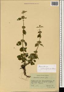 Marrubium catariifolium Desr., Caucasus, Stavropol Krai, Karachay-Cherkessia & Kabardino-Balkaria (K1b) (Russia)