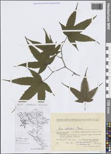 Acer palmatum Thunb., South Asia, South Asia (Asia outside ex-Soviet states and Mongolia) (ASIA) (Vietnam)