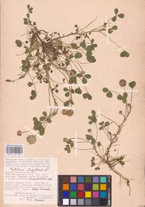 Trifolium fragiferum L., Eastern Europe, Lower Volga region (E9) (Russia)