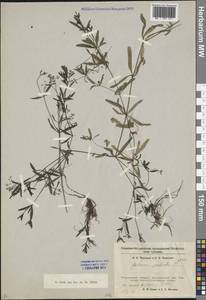 Galium palustre L., Eastern Europe, North-Western region (E2) (Russia)