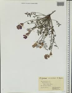 Hedysarum ucrainicum Kaschm., Eastern Europe, Central forest-and-steppe region (E6) (Russia)