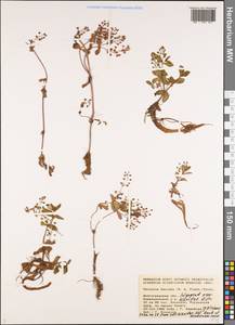 Veronica heureka (M. A. Fisch.) Tzvelev, Eastern Europe, Lower Volga region (E9) (Russia)