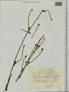 Cichorium intybus L., Siberia, Altai & Sayany Mountains (S2) (Russia)