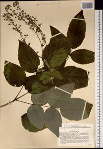 Aralia elata (Miq.) Seem., Siberia, Russian Far East (S6) (Russia)