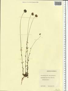 Jasione montana L., Eastern Europe, Central forest region (E5) (Russia)