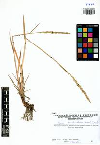 Elymus mutabilis (Drobow) Tzvelev, Siberia, Baikal & Transbaikal region (S4) (Russia)