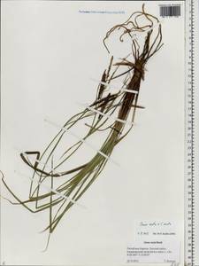 Carex recta Boott, Eastern Europe, Northern region (E1) (Russia)