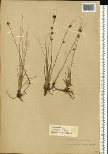 Rhynchospora fusca (L.) W.T.Aiton, Eastern Europe, Estonia (E2c) (Estonia)