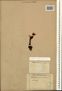 Colchicum trigynum (Steven ex Adam) Stearn, Caucasus (no precise locality) (K0)