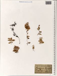 Hymenophyllum, South Asia, South Asia (Asia outside ex-Soviet states and Mongolia) (ASIA) (Indonesia)