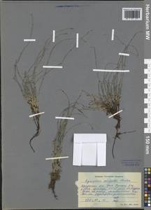 Equisetum scirpoides Michx., Siberia, Baikal & Transbaikal region (S4) (Russia)