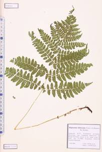 Diplazium sibiricum (Turcz. ex Kunze) Sa.Kurata, Siberia, Altai & Sayany Mountains (S2) (Russia)