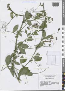 Lathyrus rotundifolius Willd., Eastern Europe, Middle Volga region (E8) (Russia)
