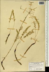 Grammosciadium scabridum Boiss., South Asia, South Asia (Asia outside ex-Soviet states and Mongolia) (ASIA) (Iran)