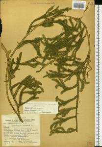 Lycopodium clavatum L., Eastern Europe, Central region (E4) (Russia)