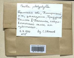 Porella platyphylla (L.) Pfeiff., Bryophytes, Bryophytes - Permsky Krai, Udmurt Republic, Sverdlovsk & Kirov Oblasts (B8) (Russia)