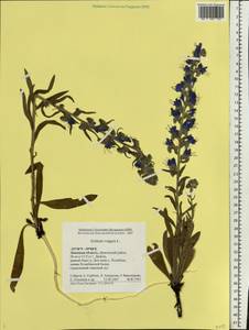 Echium vulgare L., Eastern Europe, Central forest-and-steppe region (E6) (Russia)