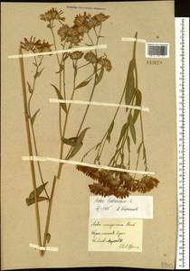 Aster tataricus L. fil., Siberia, Baikal & Transbaikal region (S4) (Russia)