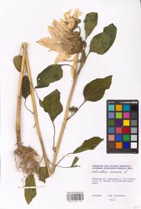 Helianthus annuus L., Eastern Europe, Moscow region (E4a) (Russia)