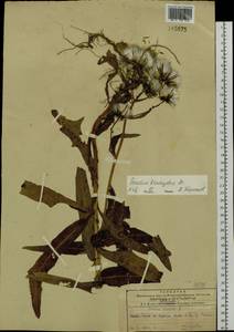 Sonchus brachyotus DC., Siberia, Russian Far East (S6) (Russia)