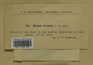 Mnium hornum Hedw., Bryophytes, Bryophytes - Western Europe (BEu) (Finland)