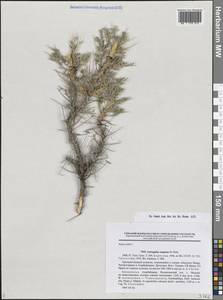 Astragalus caspicus M.Bieb., Caucasus, Dagestan (K2) (Russia)