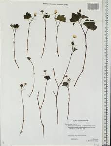 Rubus chamaemorus L., Eastern Europe, Central region (E4) (Russia)