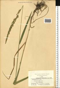 Beckmannia eruciformis (L.) Host, Eastern Europe, Central region (E4) (Russia)