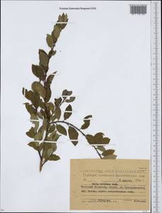 Salix bebbiana Sarg., Siberia, Western (Kazakhstan) Altai Mountains (S2a) (Kazakhstan)