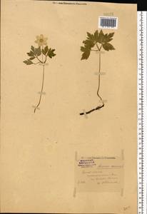 Anemone nemorosa L., Eastern Europe, Central forest region (E5) (Russia)