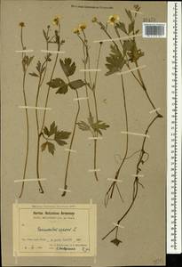 Ranunculus repens L., Caucasus, Armenia (K5) (Armenia)