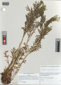 Tanacetum vulgare subsp. vulgare, Siberia, Altai & Sayany Mountains (S2) (Russia)