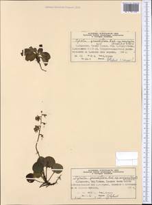 Pyrola grandiflora Radius, Western Europe (EUR) (Norway)