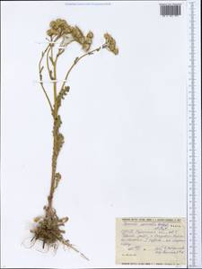 Senecio vernalis Waldst. & Kit., Eastern Europe, South Ukrainian region (E12) (Ukraine)