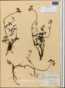 Dichoropetalum pschawicum (Boiss.) Pimenov & Kljuykov, Caucasus, North Ossetia, Ingushetia & Chechnya (K1c) (Russia)