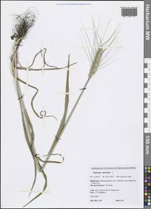 Triticum aestivum L., Siberia, Baikal & Transbaikal region (S4) (Russia)