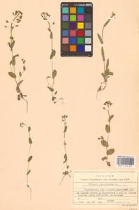 Microthlaspi perfoliatum (L.) F.K.Mey., Eastern Europe, Central forest-and-steppe region (E6) (Russia)