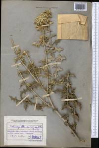 Echinops albicaulis Kar. & Kir., Middle Asia, Muyunkumy, Balkhash & Betpak-Dala (M9) (Kazakhstan)