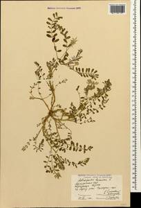Astragalus hamosus L., Caucasus, Armenia (K5) (Armenia)